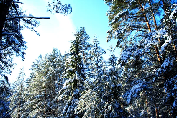 Mrożone treen w zimowym lesie — Zdjęcie stockowe