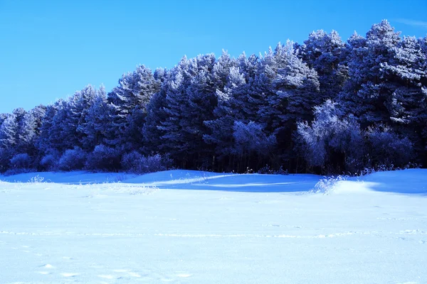 Treen congelé dans la forêt d'hiver — Photo