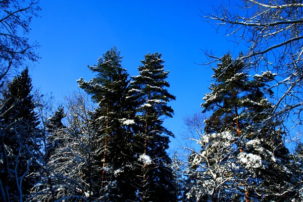 Bevroren treen in winter forest — Stockfoto