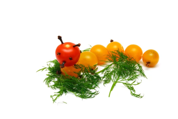 Tomato caterpillar with a fennel — Stock Photo, Image