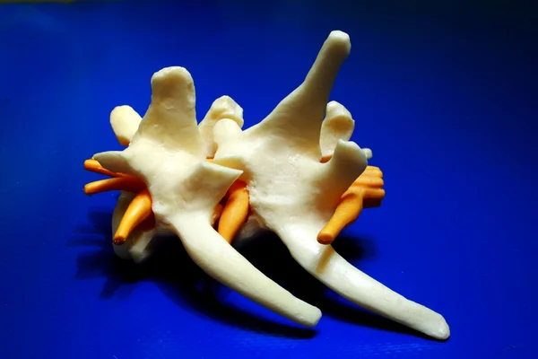Dog spine bones — Stock Photo, Image