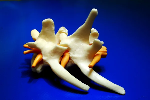 Dog spine bones — Stock Image Dog spine bones Royalty Free Stock Images