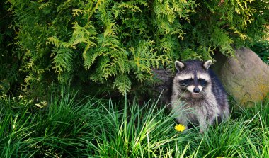 Raccoon in forest clipart