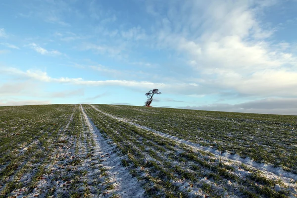 Kış kırsal manzara içinde yalnız ağacı — Stok fotoğraf