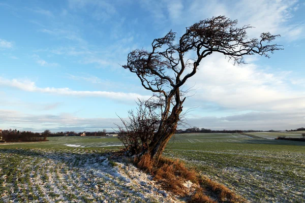 Tree lonely in winter countryside landscape — Stock Photo, Image