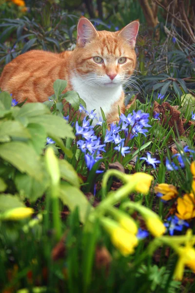 Kot czerwone kwiaty — Zdjęcie stockowe