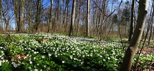 Pavimento foresta fiori primaverili panoramici — Foto Stock