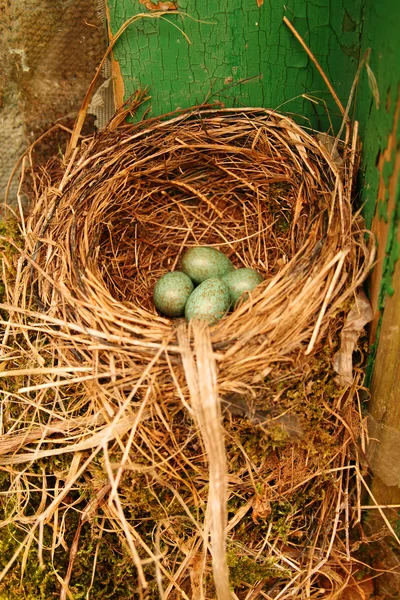 Ovos de ninho de pássaro — Fotografia de Stock