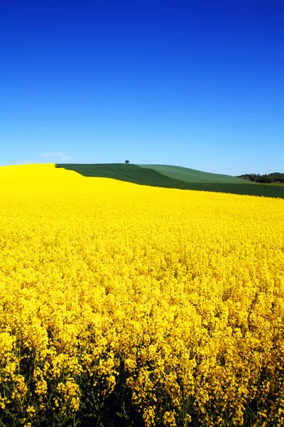 Field rapeseed hill — Stock Photo, Image