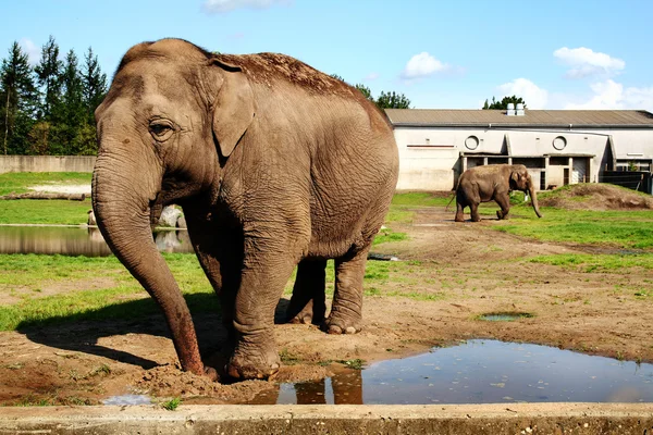 Éléphants en captivité — Photo