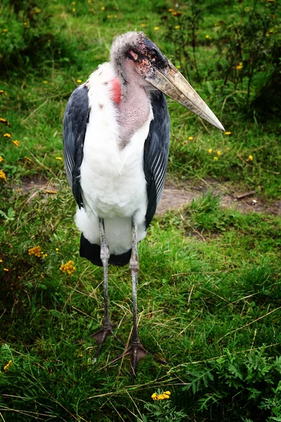 stock image Marabou stork