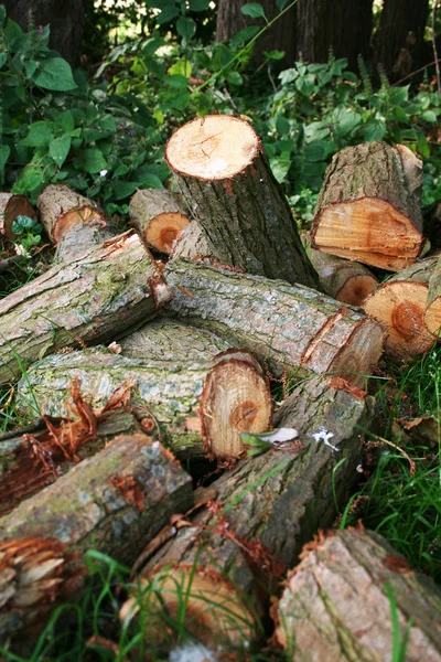 stock image Logs firewood cut