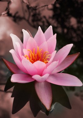 Water lily flower