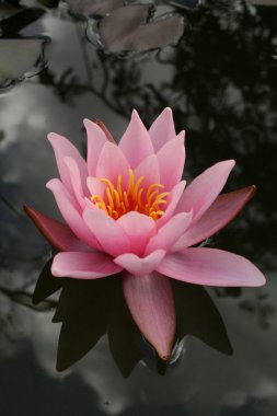 Water lily flower