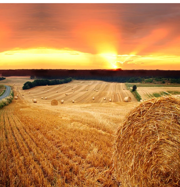 Hay straw bale field — Stock Photo, Image