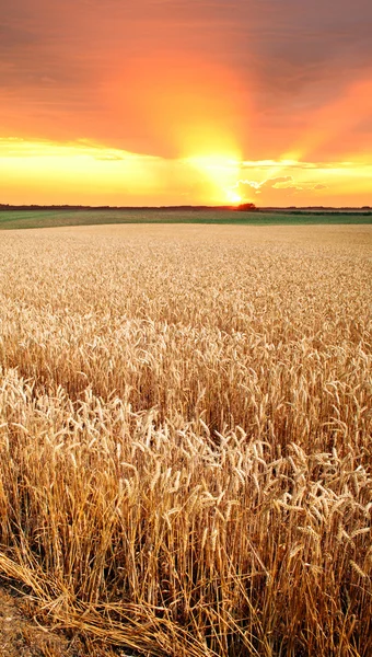 Buğday alan kırpma kırsal — Stok fotoğraf