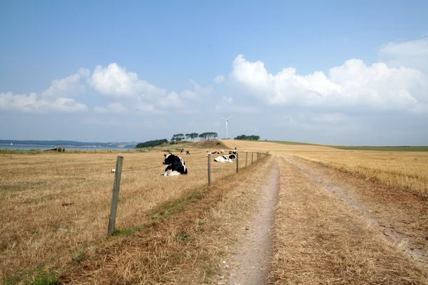Campo mucche — Foto Stock