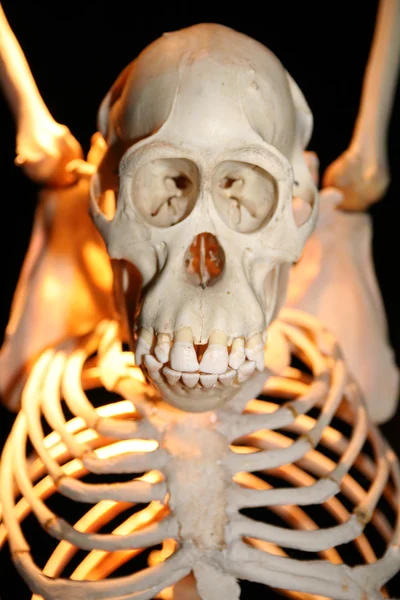 Monkey skelet — Stock fotografie