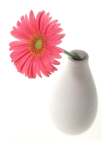 Blomma i vasen isolerade — Stockfoto