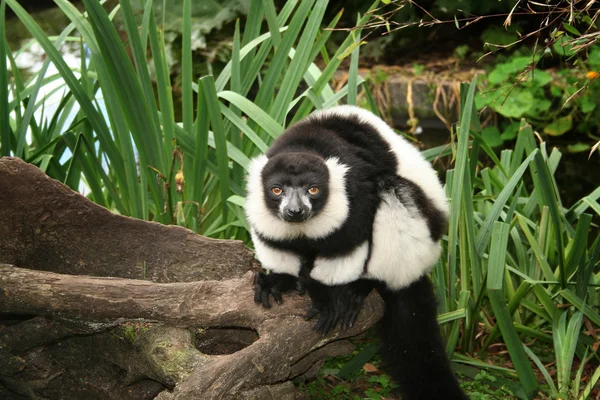 キツネザル猿黒と白 — ストック写真