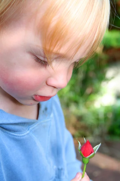 Dítě růže květ — Stock fotografie