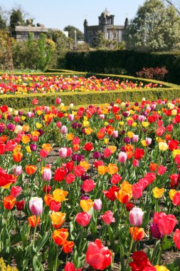 Castle gardens at Arundel castle. Tulips in flower beds in formal park clipart