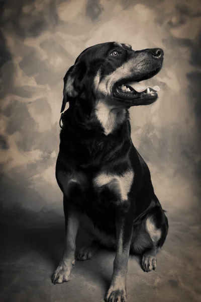 Perro guardián Rottweiler — Foto de Stock