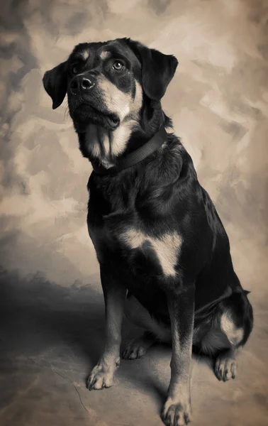 Köpek rottweiler — Stok fotoğraf