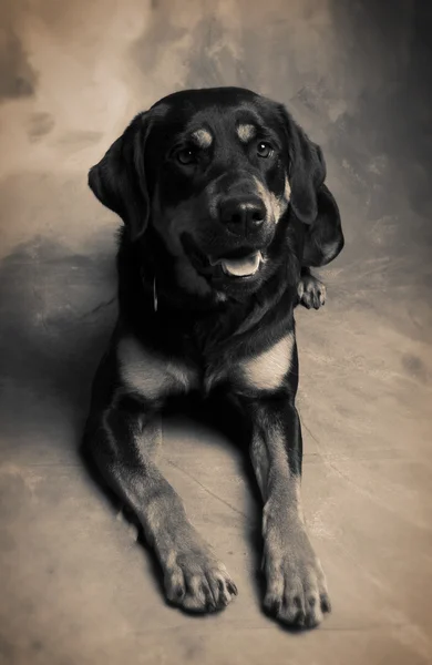 Собака ротвейлер — стокове фото