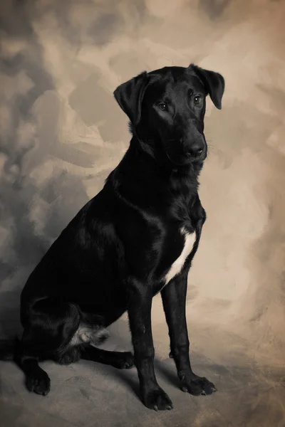Cão labrador — Fotografia de Stock