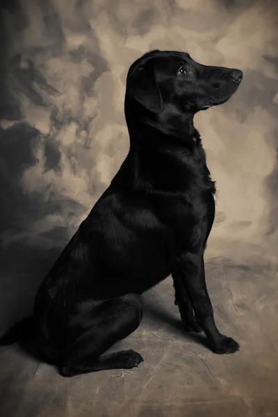 Чорний Собака Лабрадор Портрет Домашніх Тварин — стокове фото