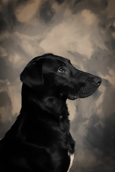 Μαύρο Λαμπραντόρ Σκυλί Πορτρέτο Του Ζώου Συντροφιάς — Φωτογραφία Αρχείου