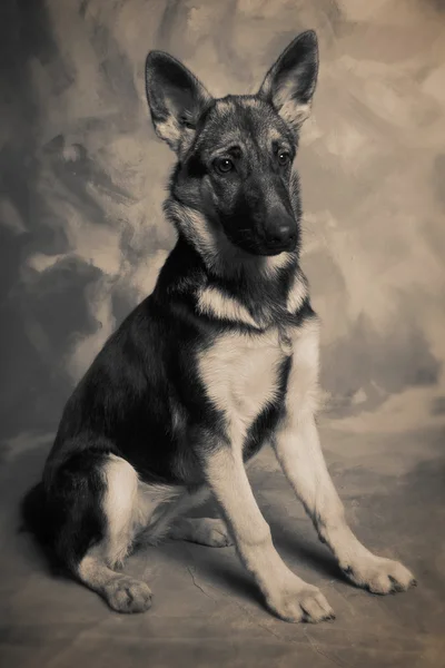 stock image Dog portrait of german shepherd or guard dog