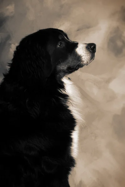 犬 bernese 千年 — ストック写真