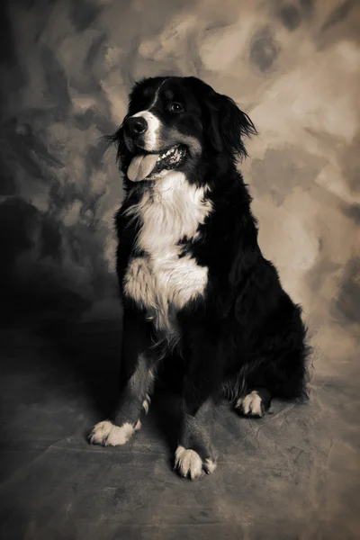 Собачий Портрет Бернського Або Бернського Санненського Стада Собаки — стокове фото