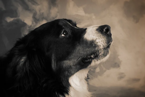 Pies Berneński sennen — Zdjęcie stockowe