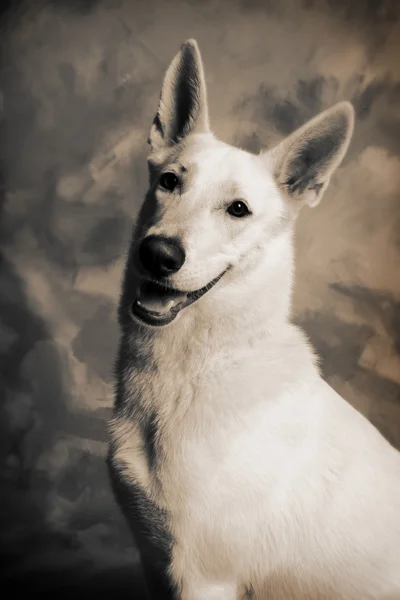 Alman Çoban Köpeği Bekçi Köpeği Köpek Portresi — Stok fotoğraf