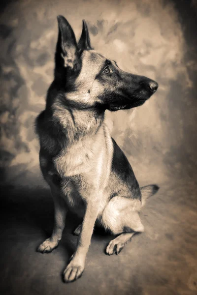 Dog german shepherd