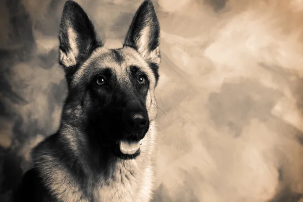 Σκυλί Γερμανικός Ποιμενικός — Φωτογραφία Αρχείου