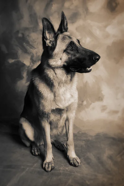 Німецька вівчарка собаки — стокове фото