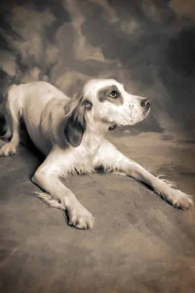 Rlandalı Kanepe Köpek Evcil Hayvan Portresi — Stok fotoğraf