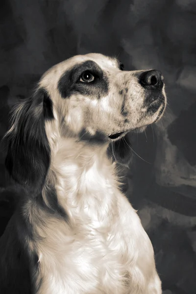 Rlandalı Kanepe Köpek Evcil Hayvan Portresi — Stok fotoğraf