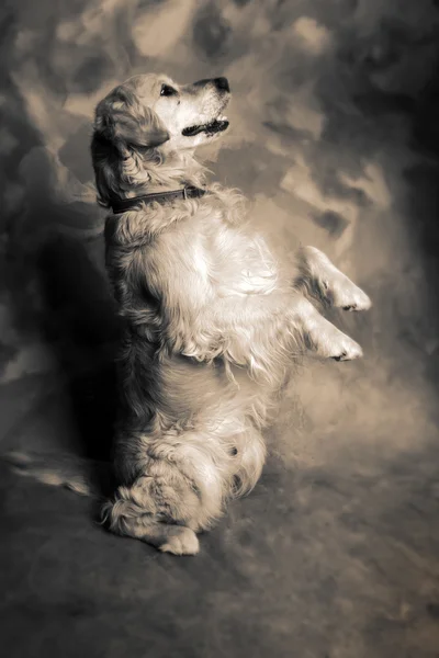 Köpek golden retriever — Stok fotoğraf