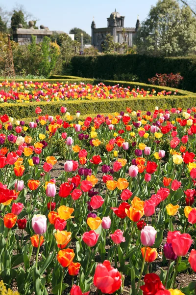 在阿伦德尔城堡的城堡花园 在正式公园花坛中的郁金香 — 图库照片