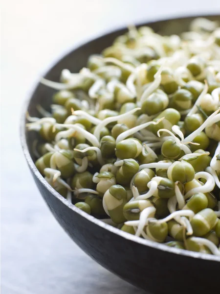 Close Dish Sprouting Moong Beans — Stock Photo, Image