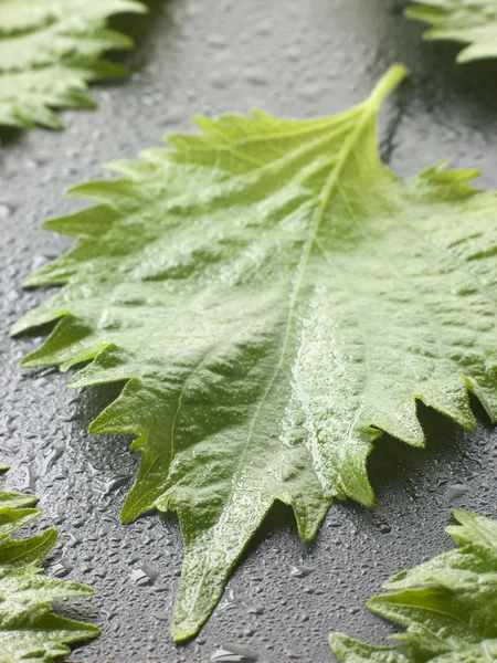 stock image Shiso leaves laid out and washed