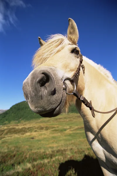 Bräunlich gefärbtes Pferd steht im Feld — Stockfoto