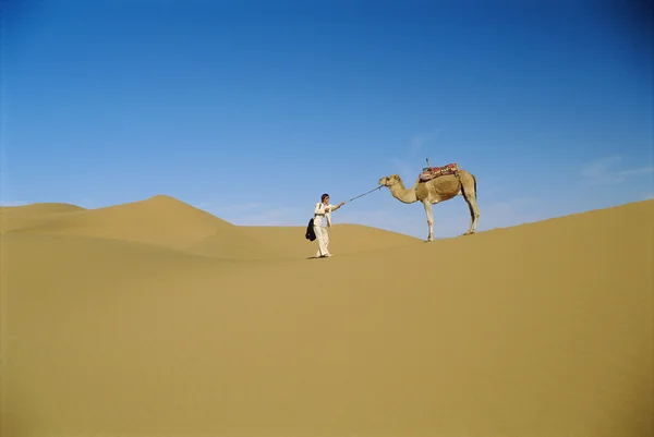 Άνθρωπος Στην Έρημο Πεισματάρης Καμήλα — Φωτογραφία Αρχείου