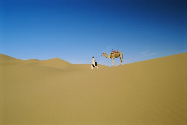 Homem no deserto com camelo teimoso — Fotografia de Stock
