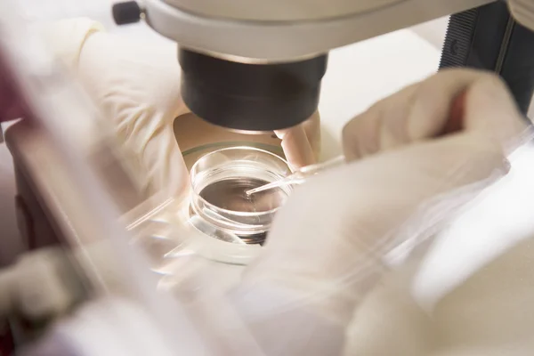 Эмбриолог переносит яйцо в специальные культурные СМИ — стоковое фото